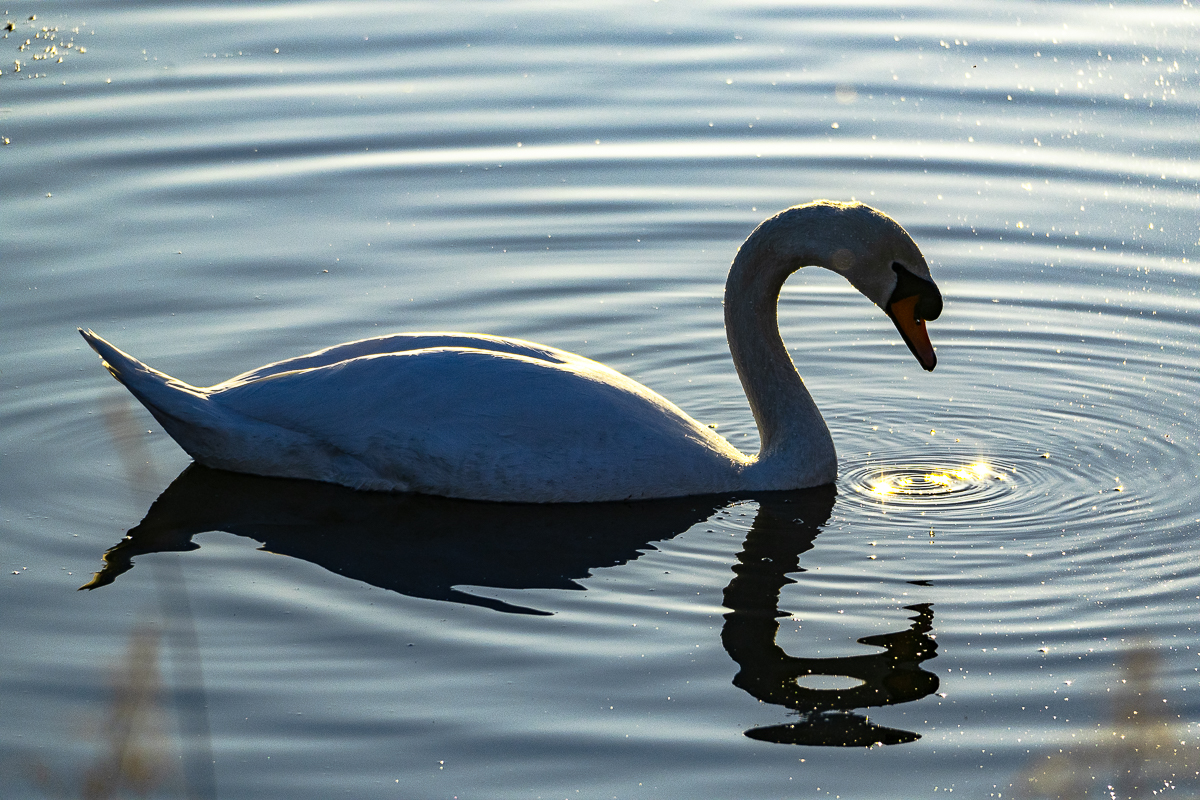 Schwan Ösewiese 7.3.25_2.JPG