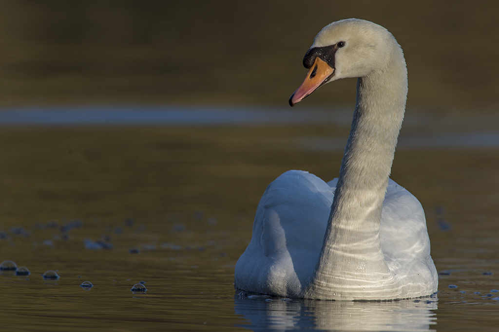 schwan 01