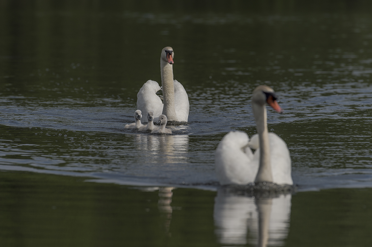 schwan 02