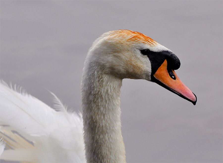 Schwan 1 klein