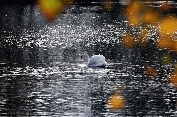 Schwan 1 web