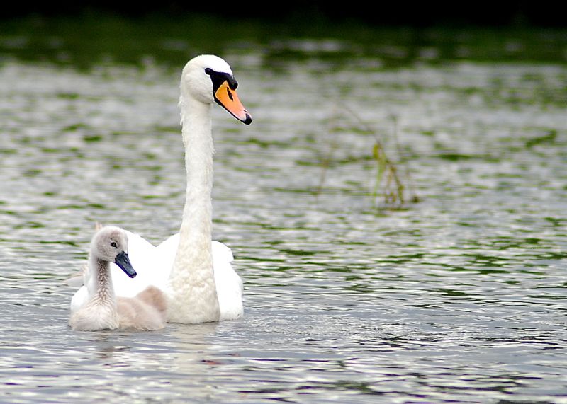 Schwan (1)