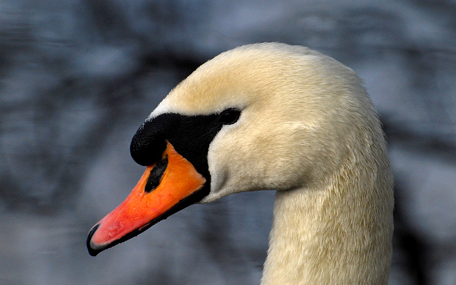 schwan 1
