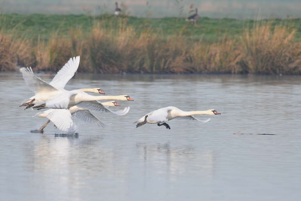 Schwan 1