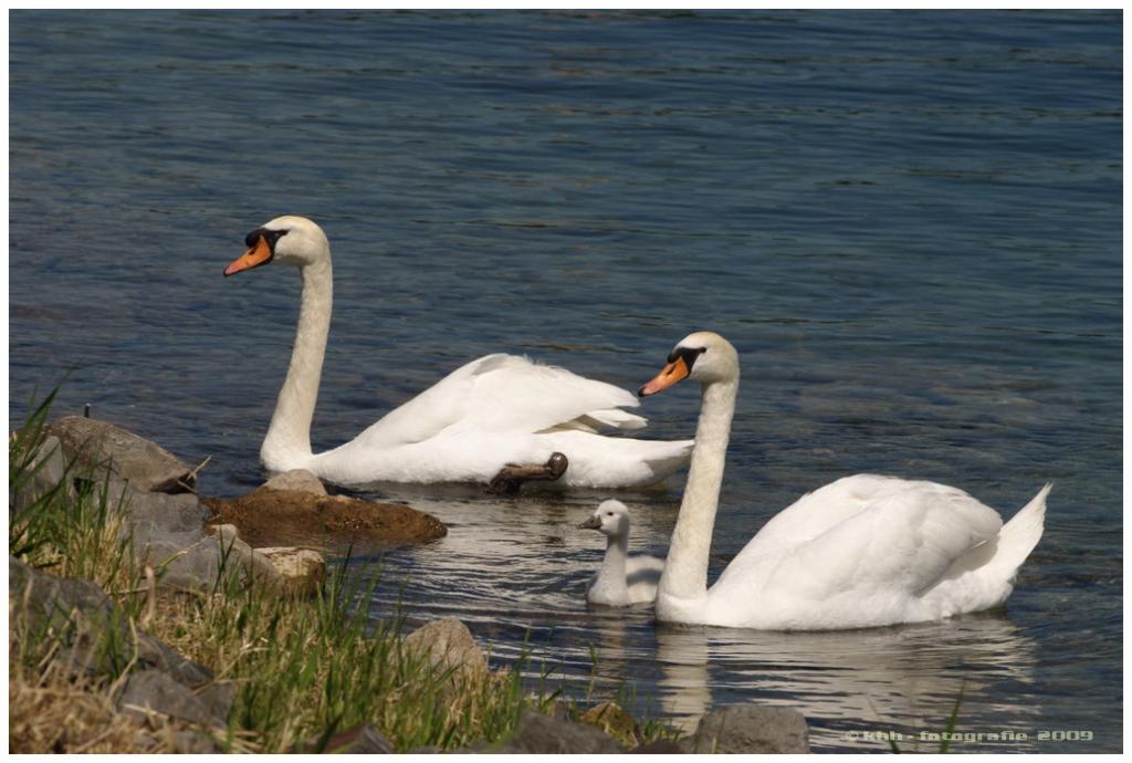 Schwan 1