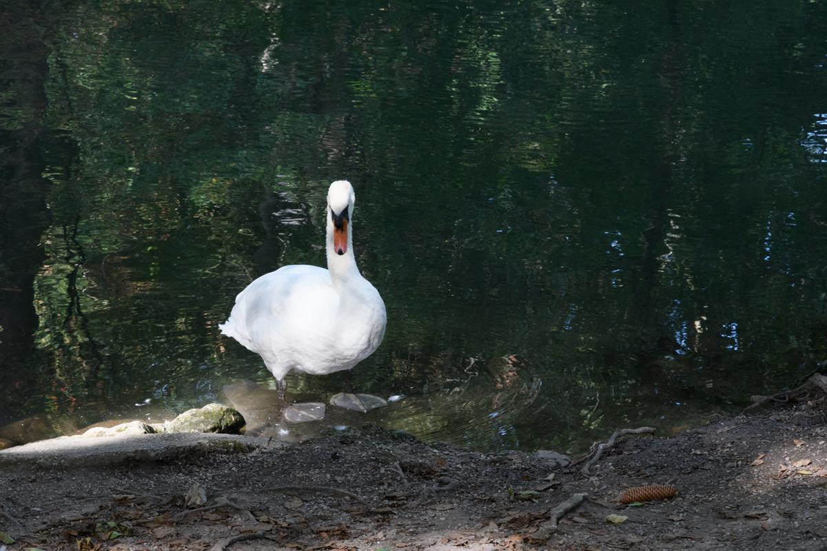 Schwan 1600 ISO Camera Standard Unbearbeitet