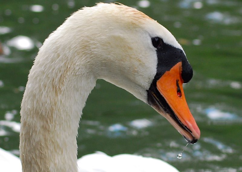 Schwan (2)
