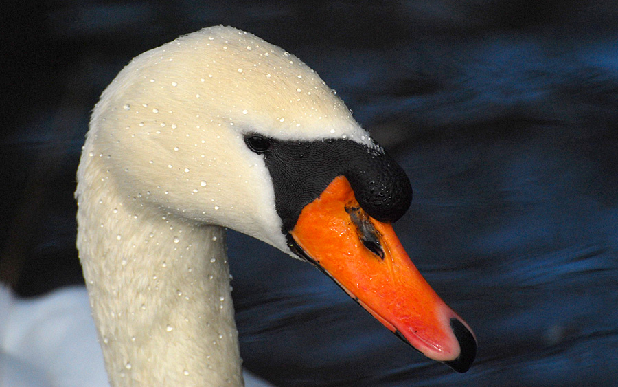 schwan 2