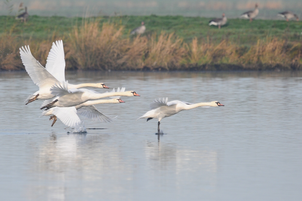 Schwan 2