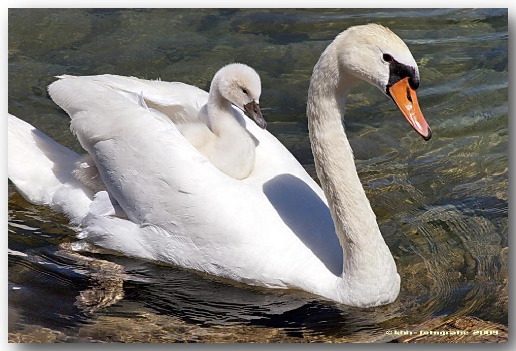 Schwan 2