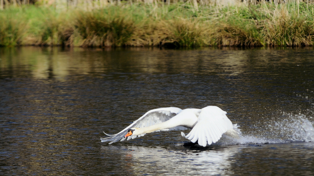 Schwan 2013 1