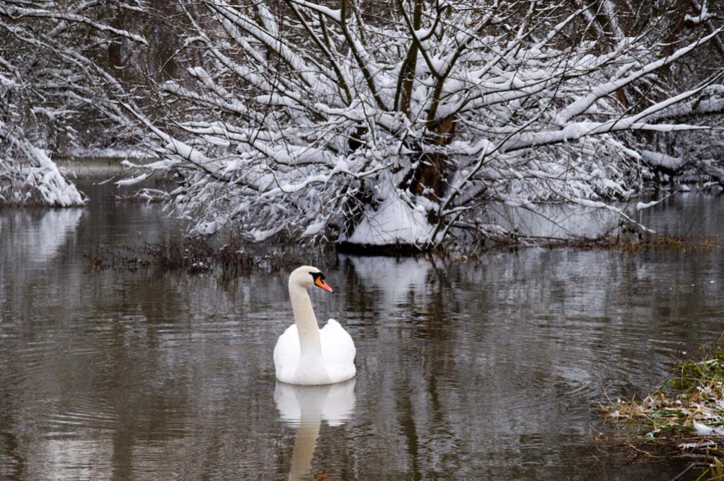 Schwan 25 12 2010 1