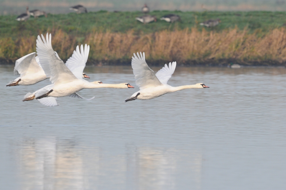 Schwan 3