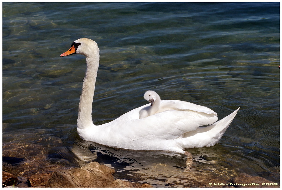 Schwan 3