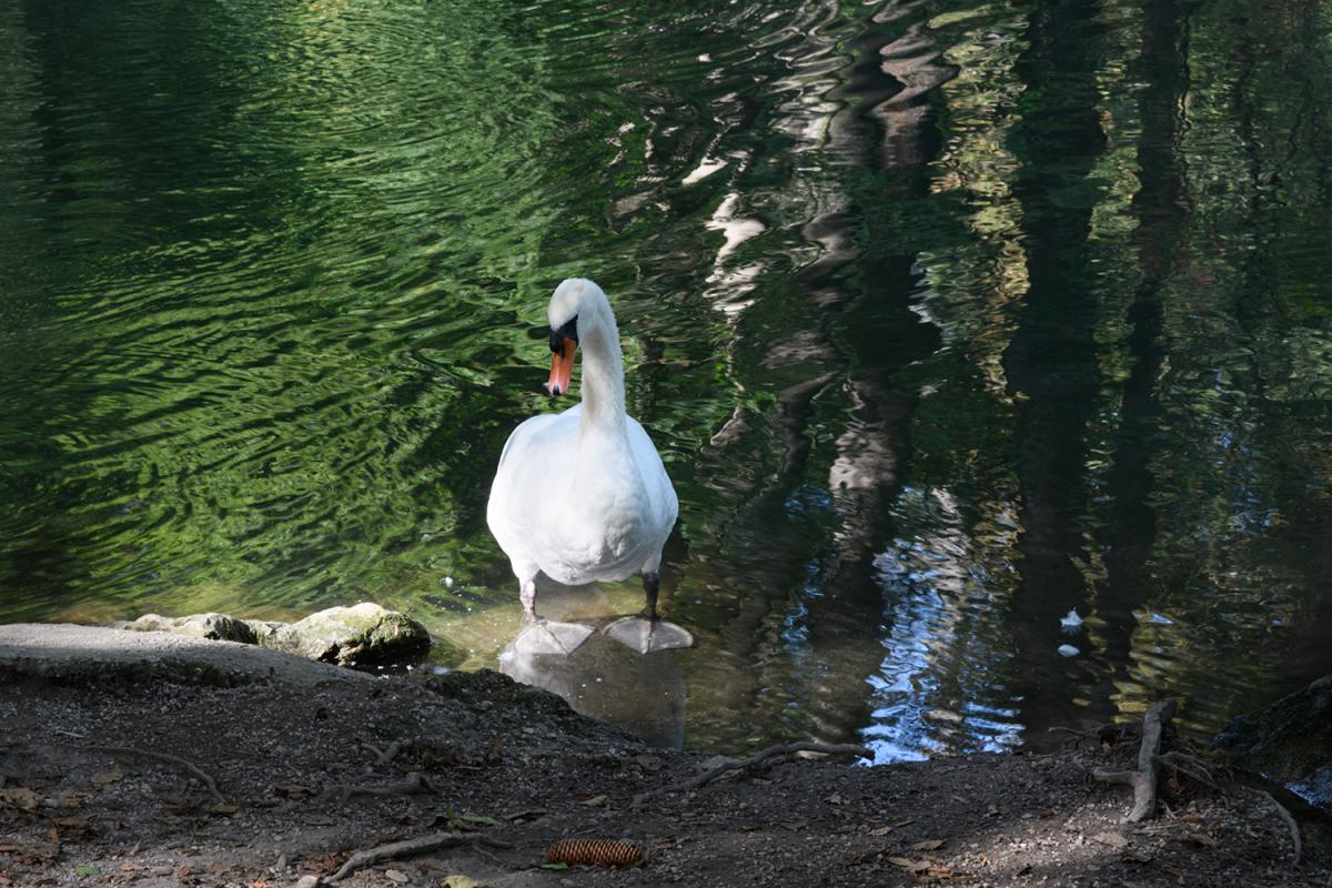 Schwan 500 ISO Camera Standard Unbearbeitet