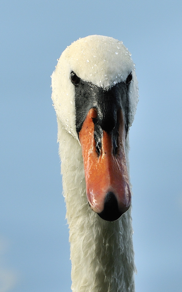 Schwan 500mm