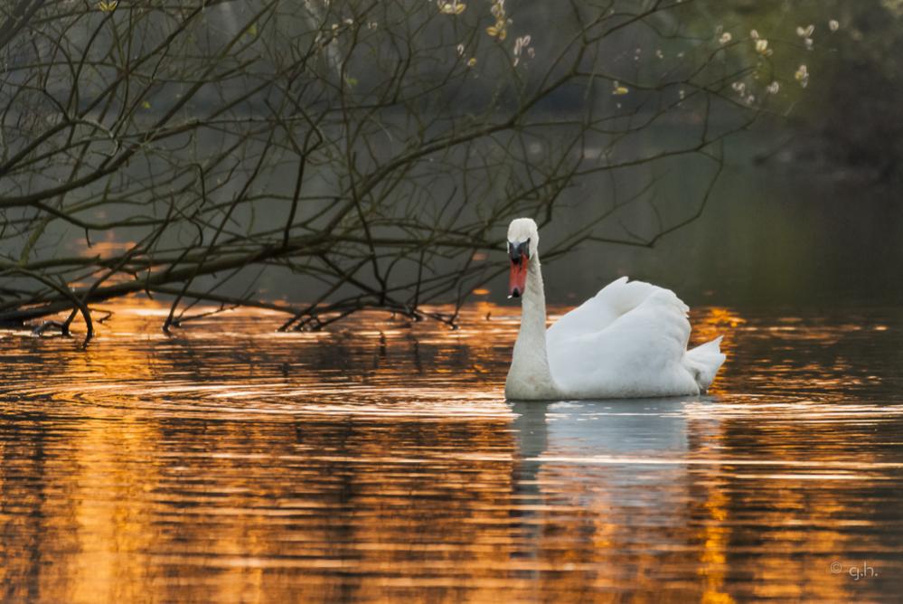 schwan am abend