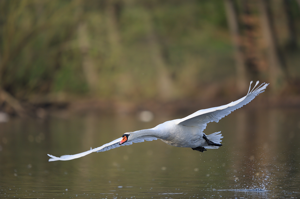Schwan
am Dutzendteich Nürnberg