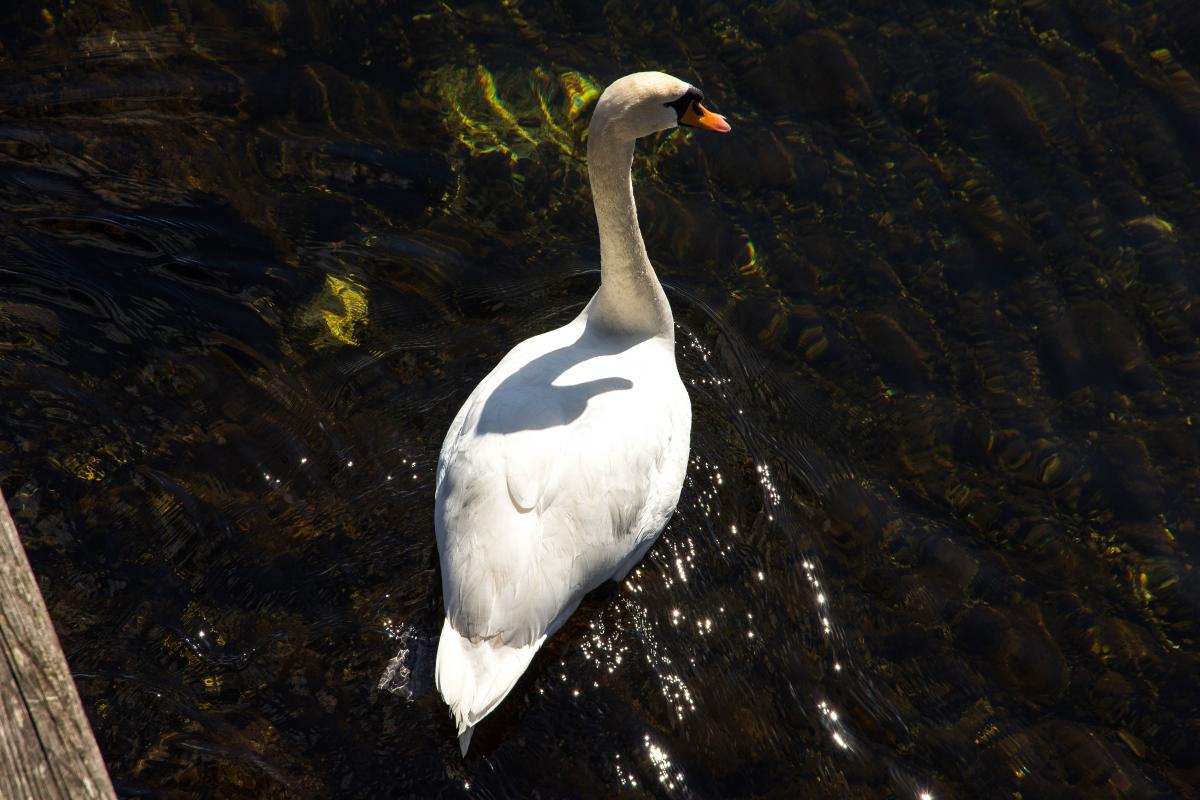 Schwan auf dem kristallklaren Wasser des großen Plönsees; alle Fotos: Nikon D7200 mit dem Nikkor 16-85mm