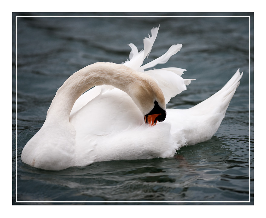 Schwan
Decksteiner Weiher