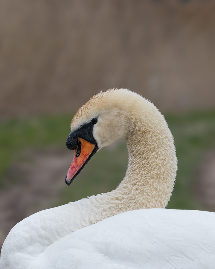 Schwan-der Waechter.jpg
