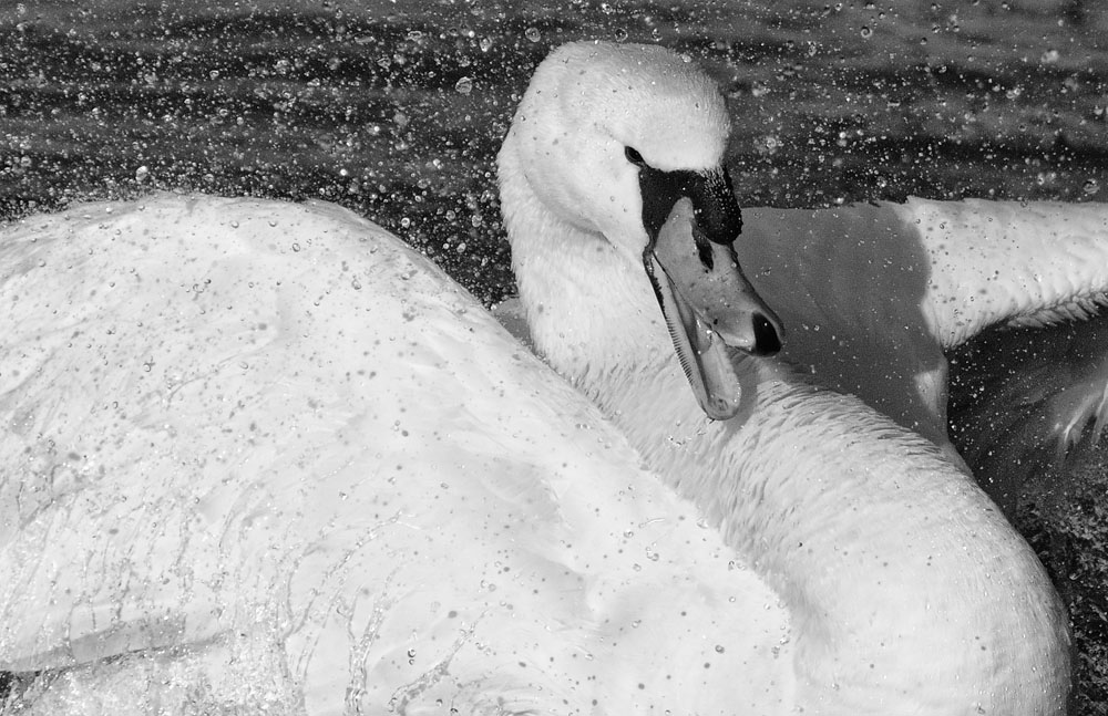schwan hat spass