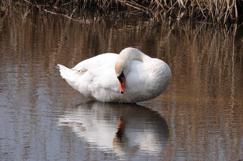 Schwan II