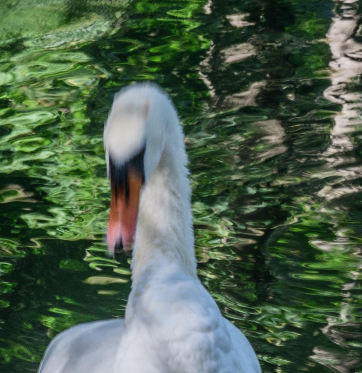 Schwan im Erdinger StadtparkDSC2339  unscharf Ausschnitt 1