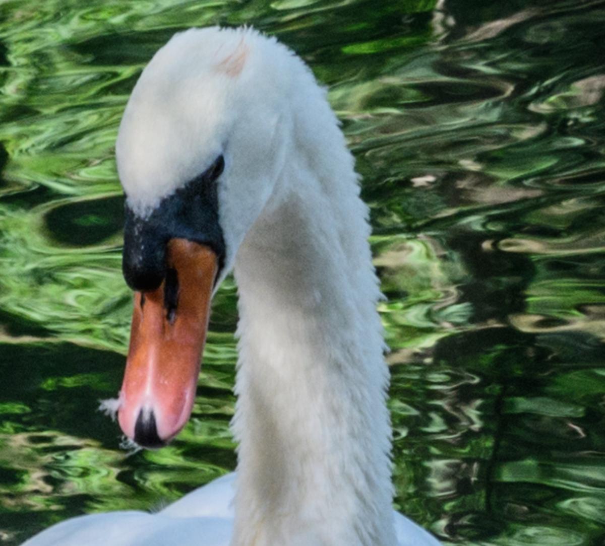 Schwan im Erdinger StadtparkDSC2341    Ausschnitt