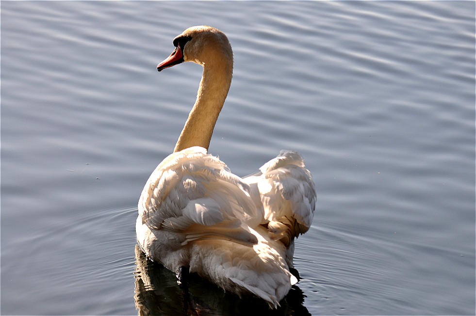 Schwan im Morgenlicht