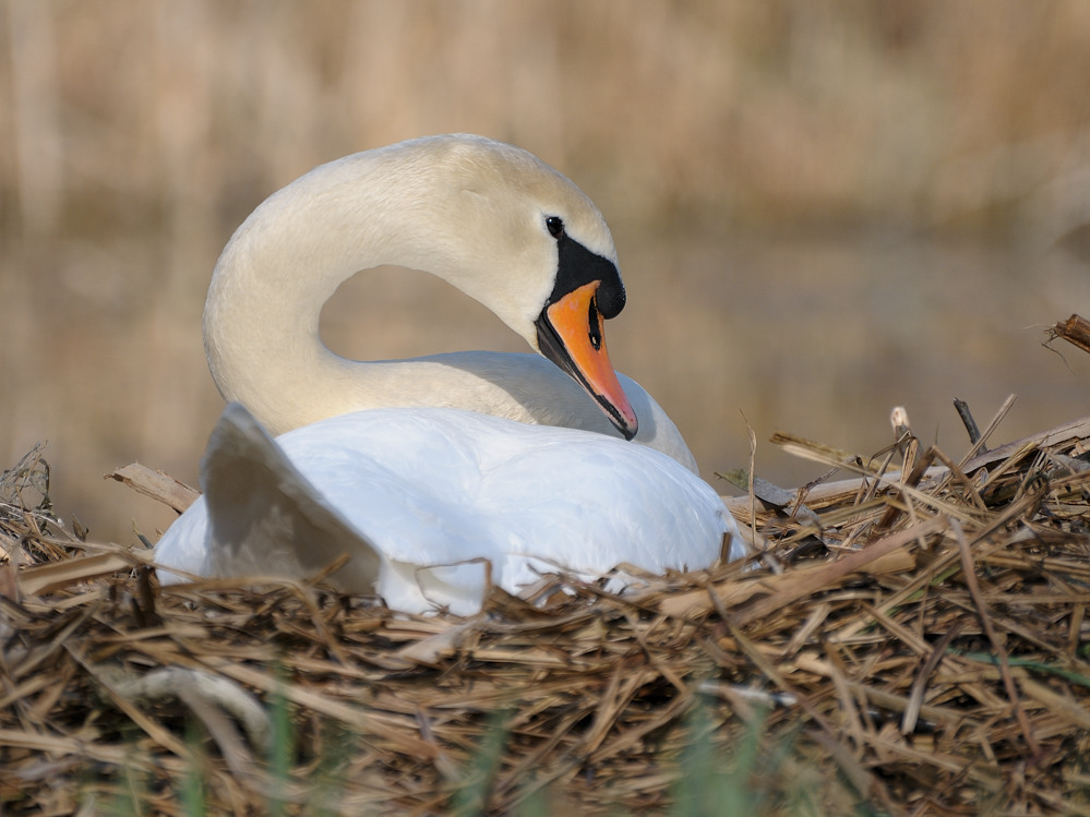 Schwan im Nest