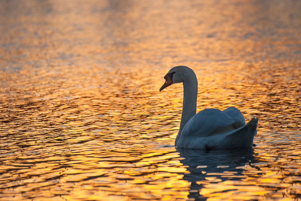 schwan in gold