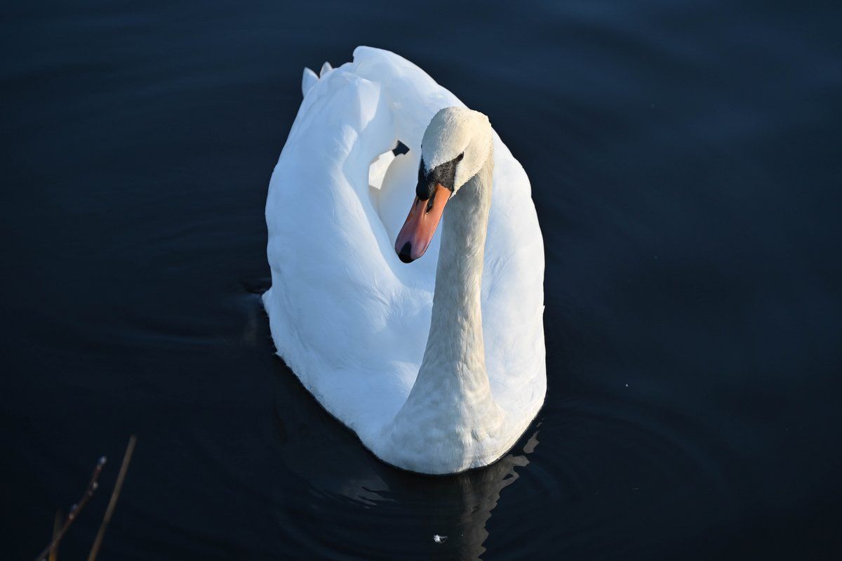 Schwan.jpg