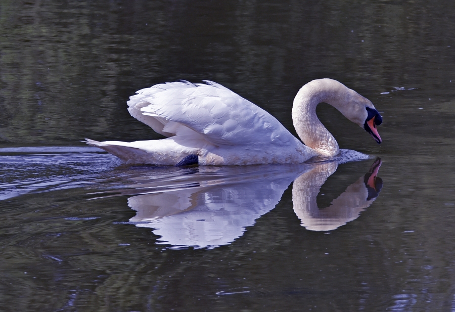 schwan.jpg