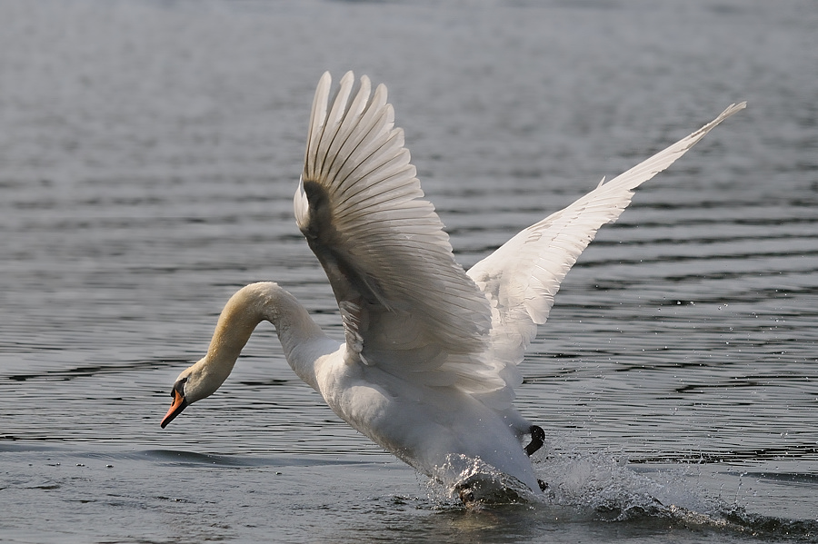 Schwan 
Kastenweiher 2009