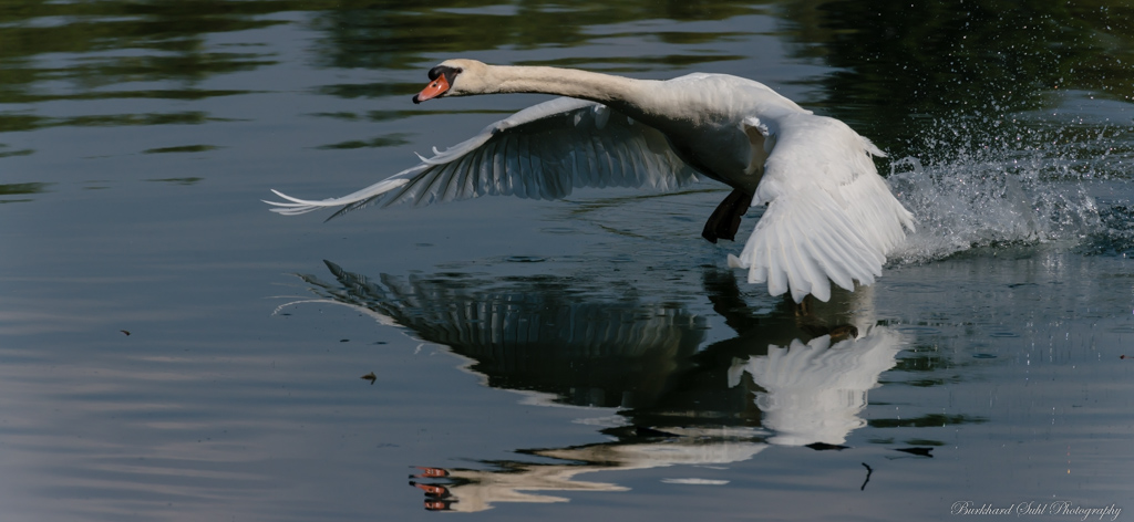 Schwan   KO2 8805 V2
