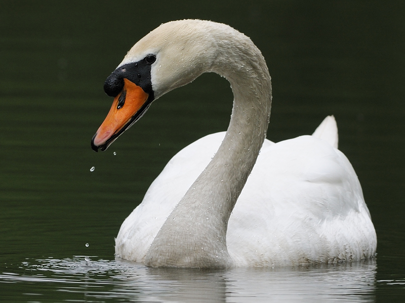 Schwan, Kock's Loch