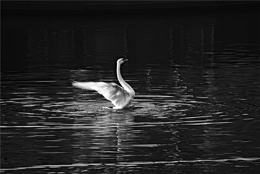 Schwan Landwehrkanal 0058 121224 SW 1000