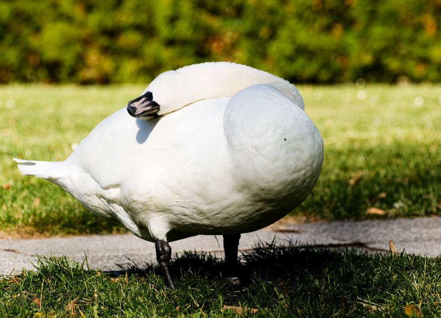 schwan liegen