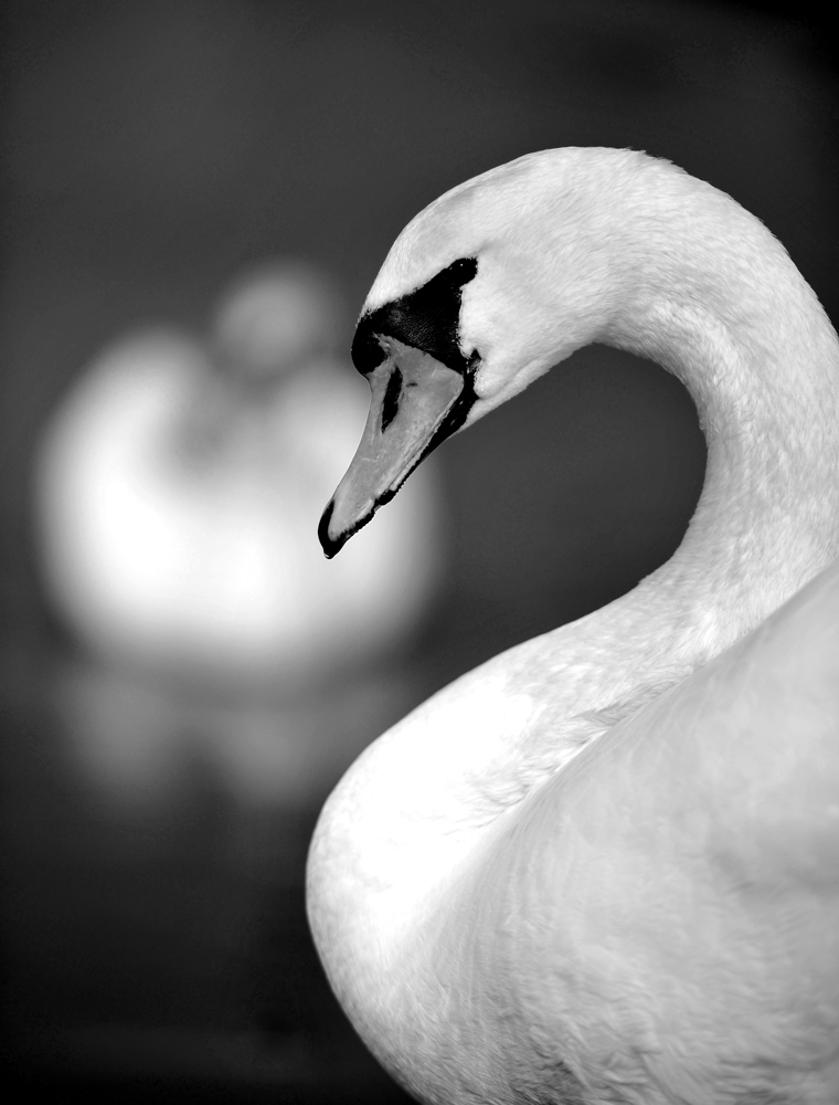 Schwan Ni