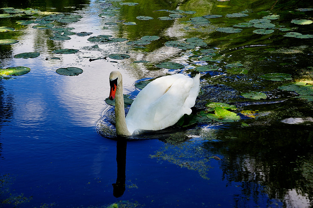 schwan passig gemacht