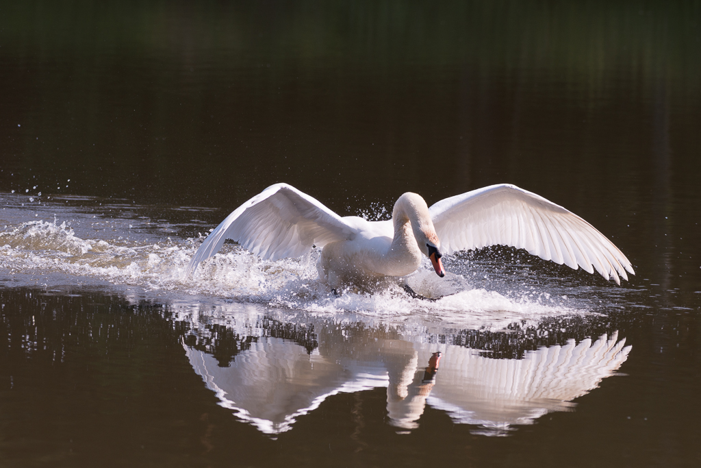 Schwan phe8782 1