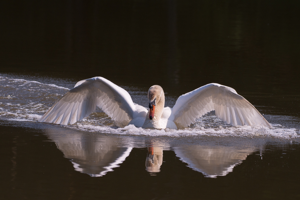 Schwan phe8786 1