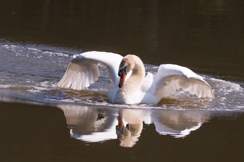 Schwan phe8787 1