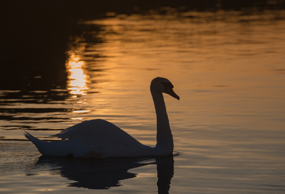 schwan
sonnenuntergang
wasser
shannon