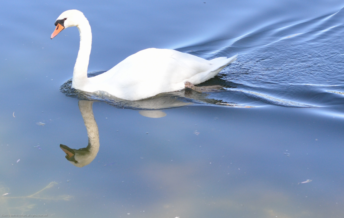 schwan spiegelung