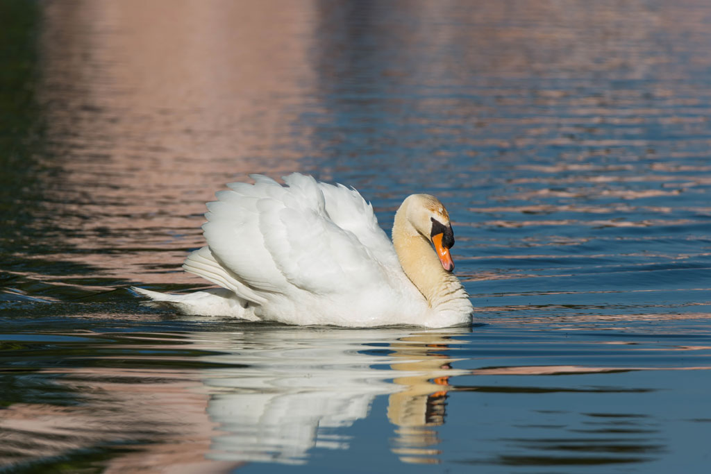 schwan tamron