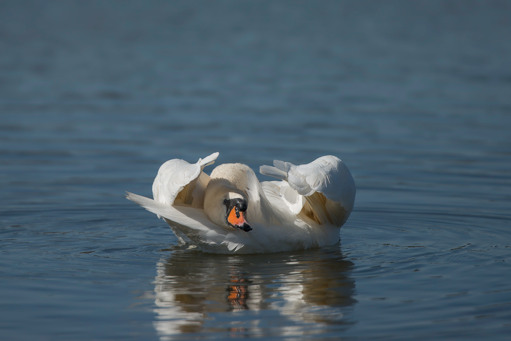 Schwan
Weiher bei Dechsendorf