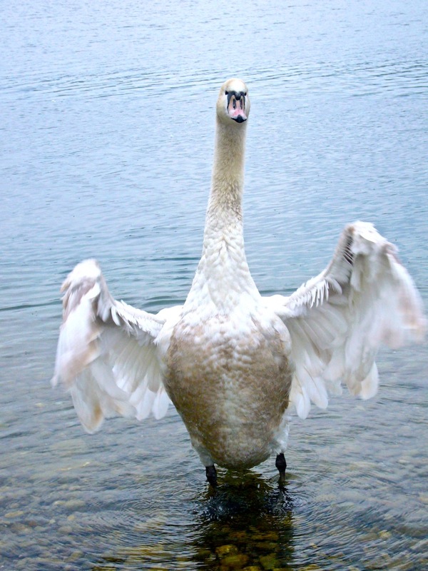 schwan