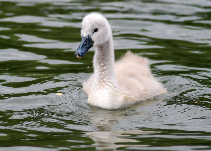 Schwan